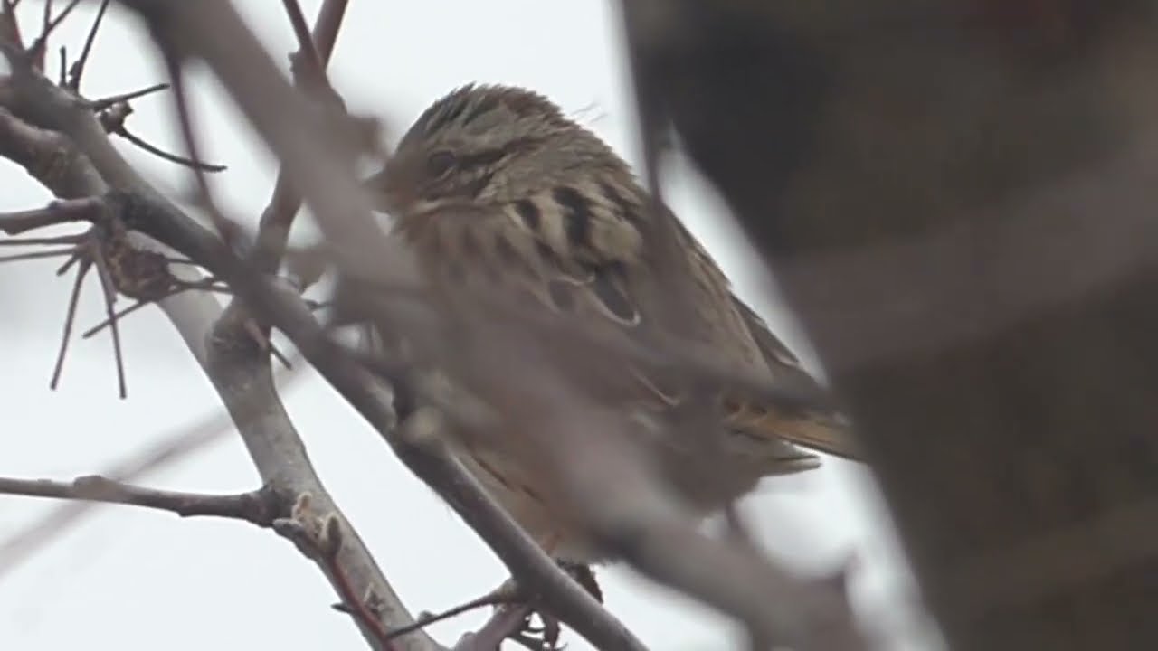 12-21-25 North Lakes Park [HD]