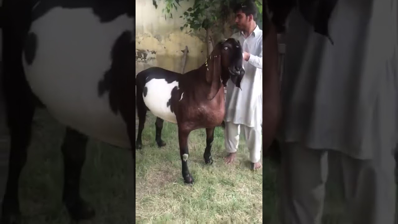 Hafiz Kashif Bhai Ka 287 Kg Heavyweight Bakra | Bakra Show 2020