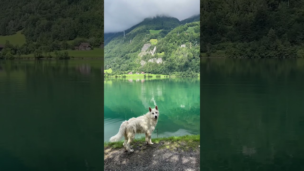 Wanna go for a swim? 🤣 #doglovers #switzerland #youtubeshorts #dog #funnydogs #doglife #nature