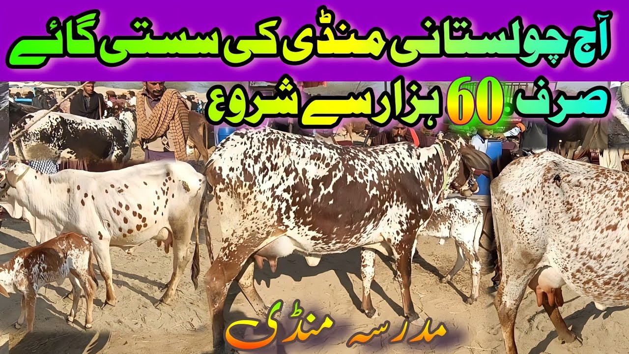 Cholistani Sahiwal Milking Cow/Price Update/Madrassa  Mandi Today/Dairy Farming/Luddan Mandi.PK