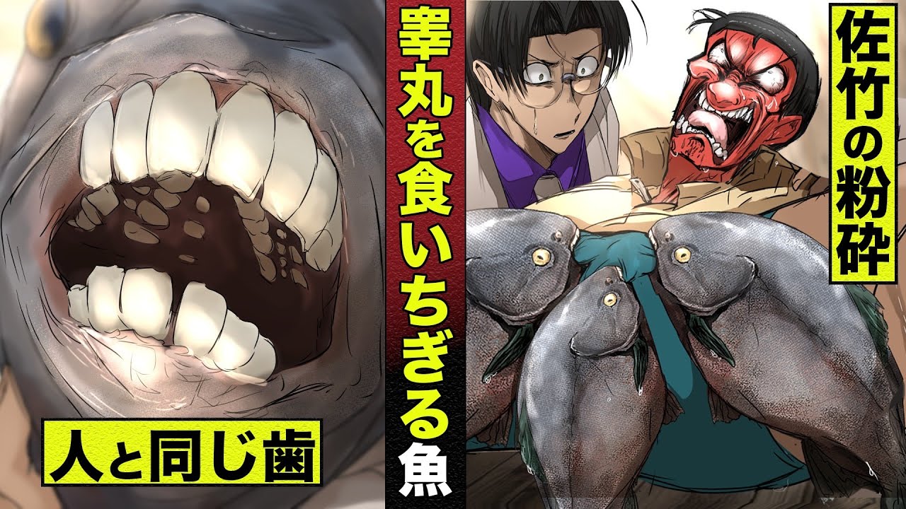 【実在】睾丸を食いちぎる魚。人と同じ歯...佐竹の金●粉砕。