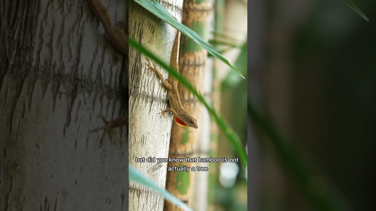 Facts You Didn't Know About Bamboo