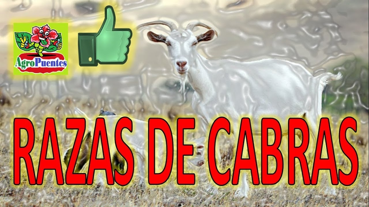Razas de cabras