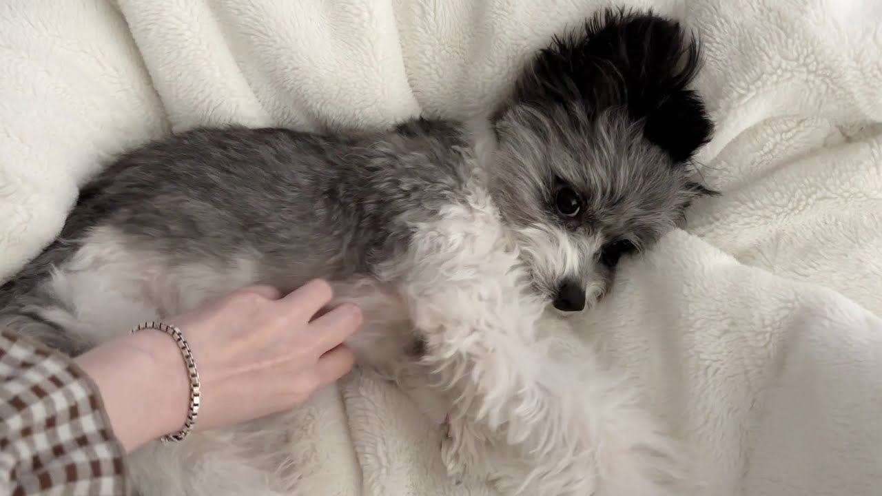 강아지의 꽃말은 귀여워