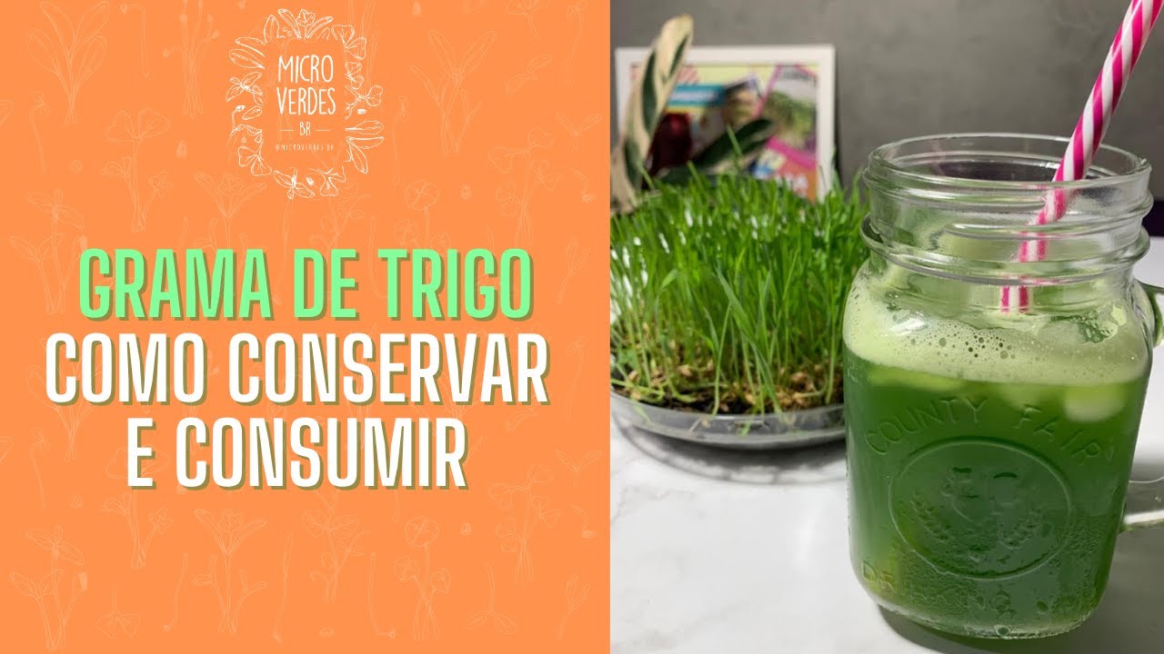 COMO CONSUMIR E CONSERVAR MICROVERDES GRAMA DE TRIGO / ERVA DE TRIGO / SUCO VERDE
