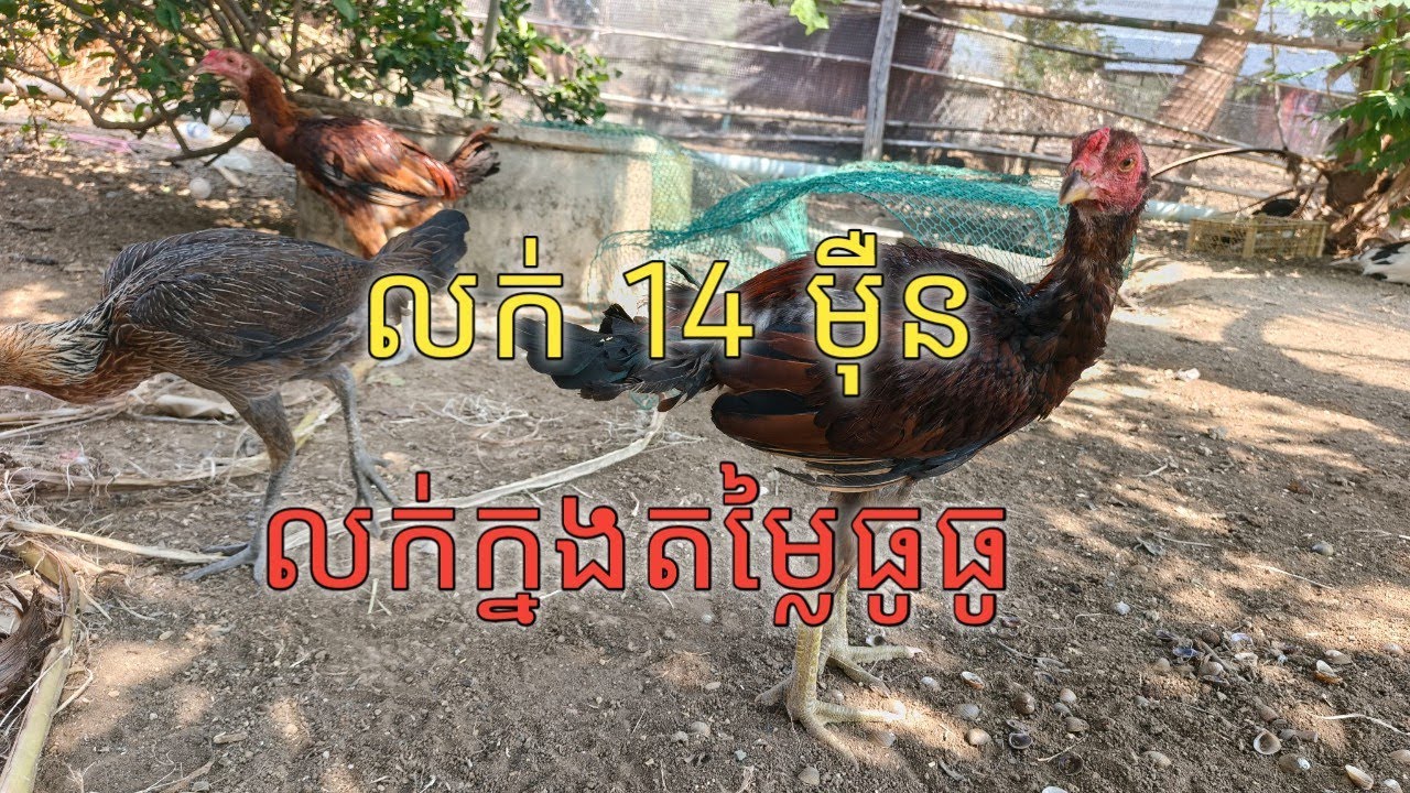 ដាក់លក់ ហ្វេសប៊ុកញុម bong heng kh ឬតេលេក្រាម 0714352194 #បន្ទាយមានជ័យ