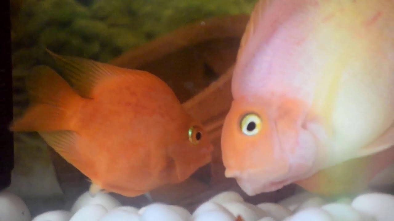 Parrot Fish | Blood Parrot Fish Laying eggs (HD)