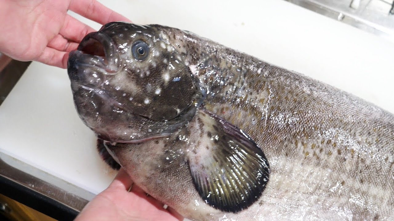 カムチャツカ半島で巨大化しすぎてしまった幻のギンポ。さばいてアレにする