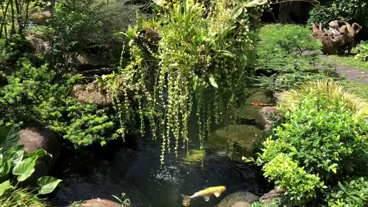 SÂN VƯỜN & HỔ KOI TUYỆT ĐẸP Ở NHÀ CHỊ THANH BÌNH DƯƠNG SAU 2 NĂM . NGÀY 31/8/2018