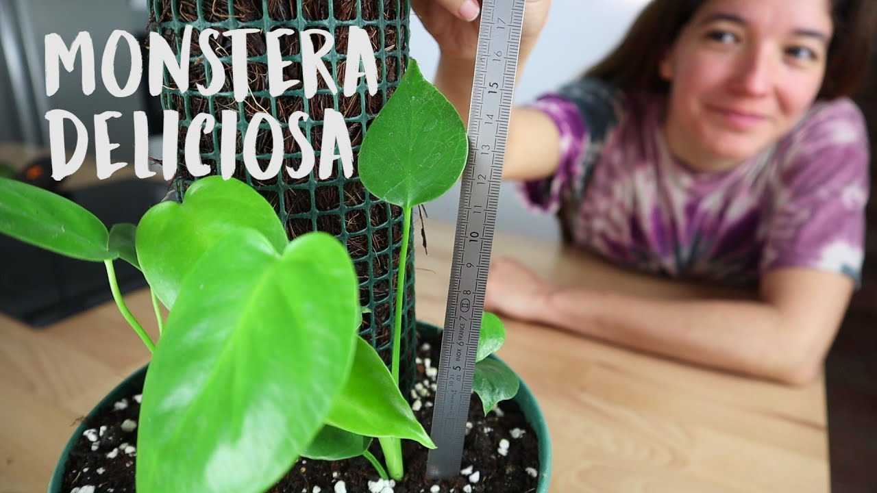 Cuidados para una Monstera Deliciosa 