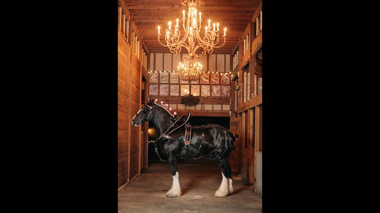 Grandview Clydesdales