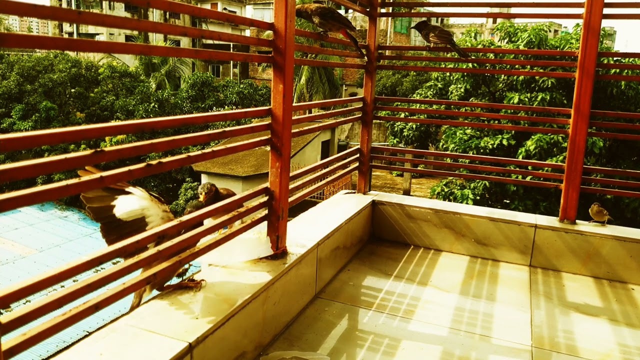 Feeding Birds Lunch on the Balcony | Rice & Fish for Crows, Mynas, Sparrows & More