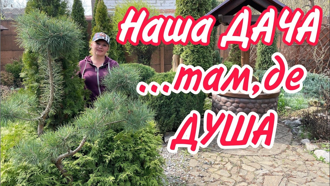 Наша ДАЧА.Загинули рослини.