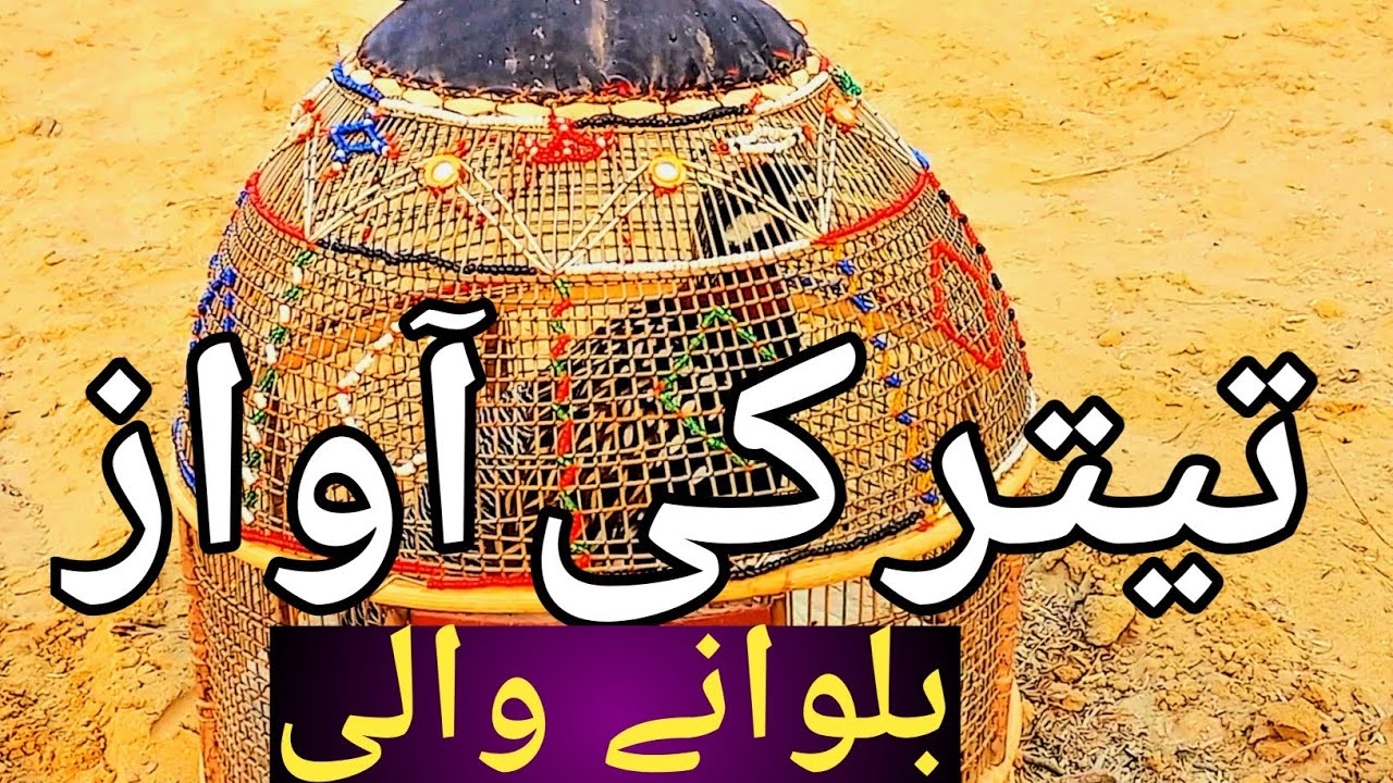 Teetar Ki Awaaz||Teetar| Kale Teetar Ki Awaaz|Tetar Awaz||Teetar Ka Awaaz|Teetar ko Bulane wali awaz
