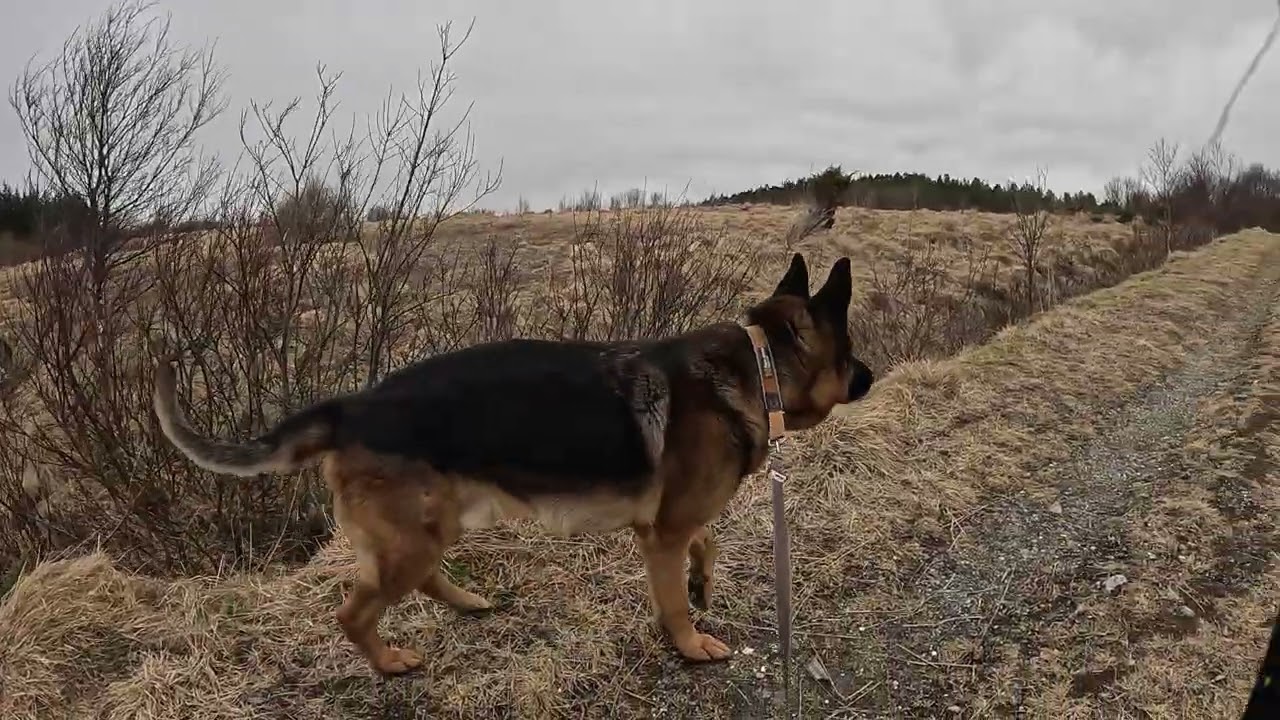 German shepherd on walk. Eros på tur.17.03.2026. Another one of you tubes most boring video.