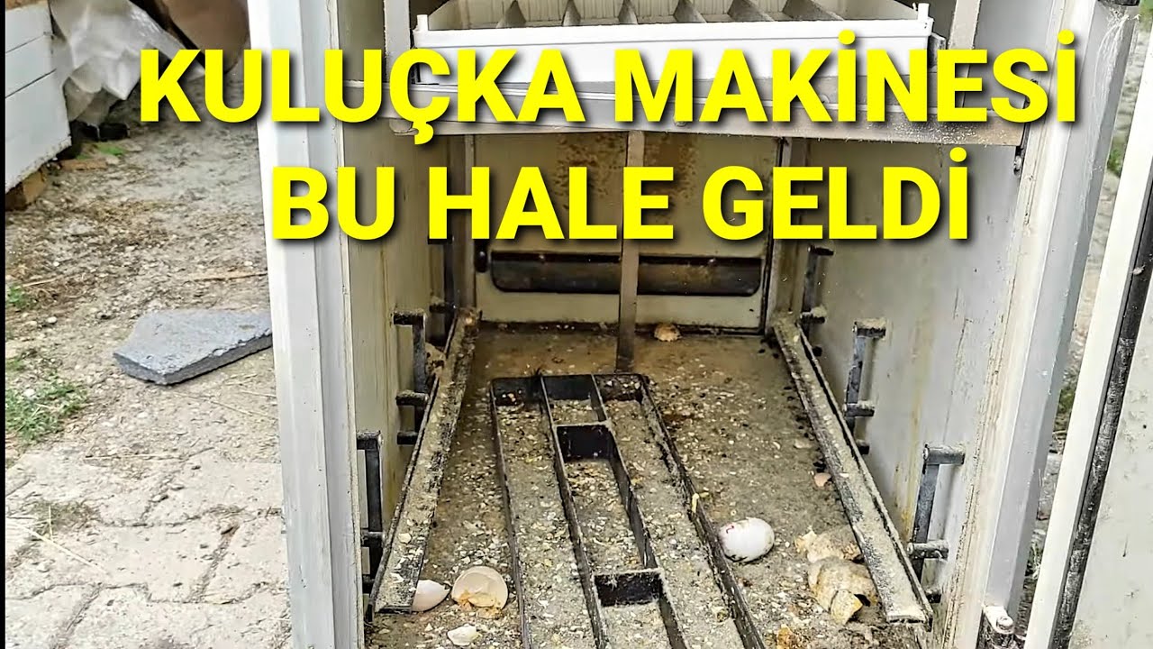 CİMUKA KULUÇKA MAKİNEMİZİ PETSHOPA GÖTÜRMEK ÜZERE TEMİZLEDİK.#tavuk #horoz #petshop #kuluçkamakinesi