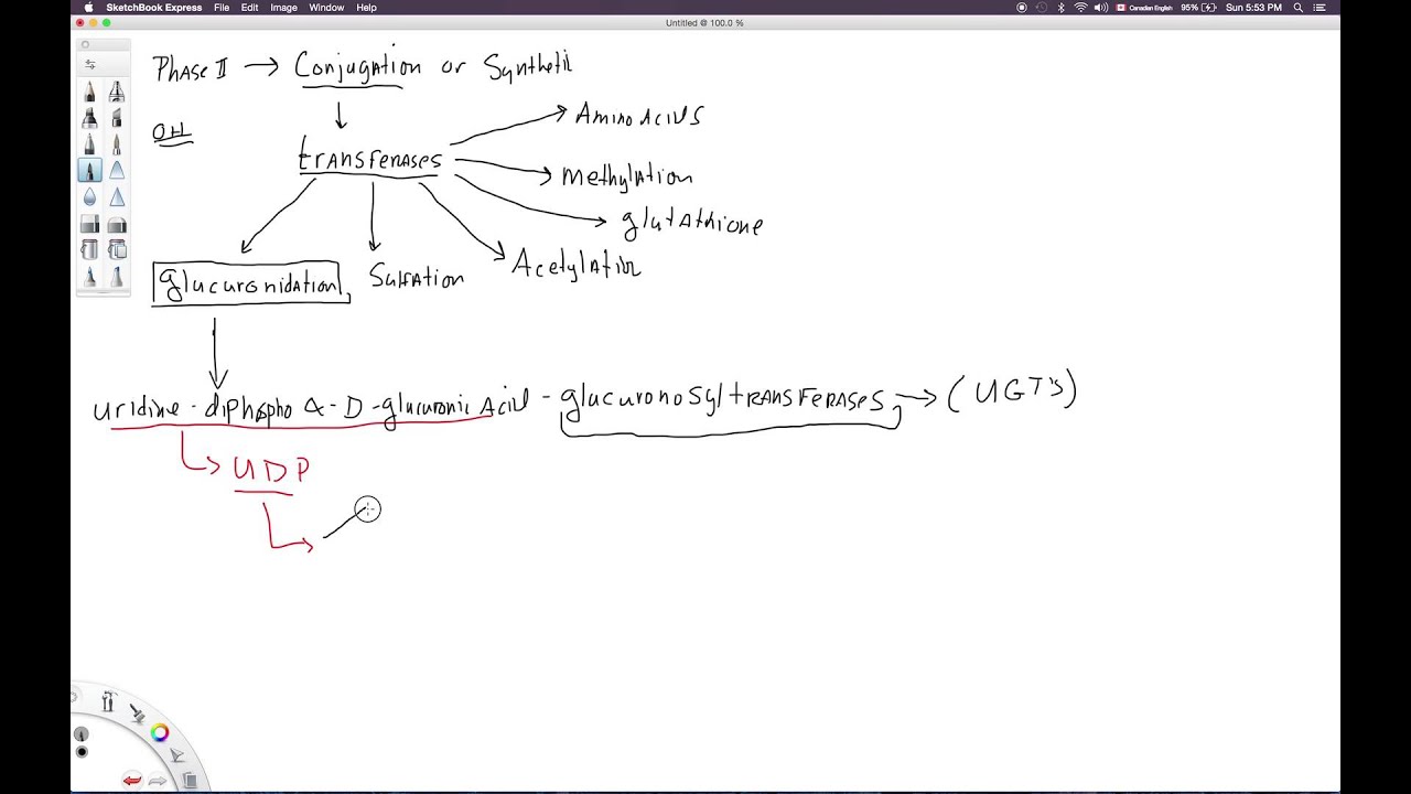 Glucuronidation Part 1