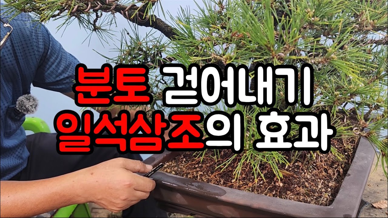 분재관리 510강 분토 걷어내기-일석삼조의 효과
