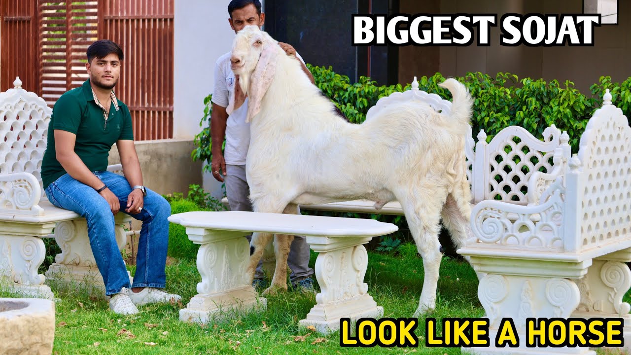 Biggest Sojat Goat Look Like A Horse At Amjad Goat’s Jaipur