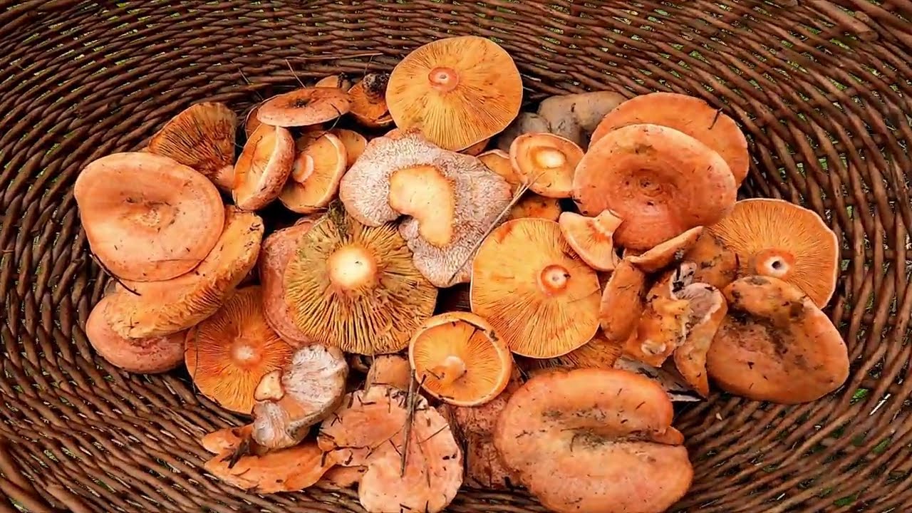 Rydze Rydze Rydze Wszędzie !!  Grzyby 2023 - Tak wcześnie jeszcze  ich nigdy  nie znalazłem