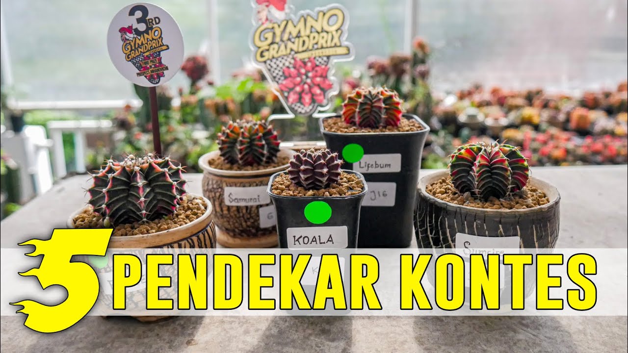 Mengulas 5 Pendekar Kaktus Kontes dari Jogjagurun