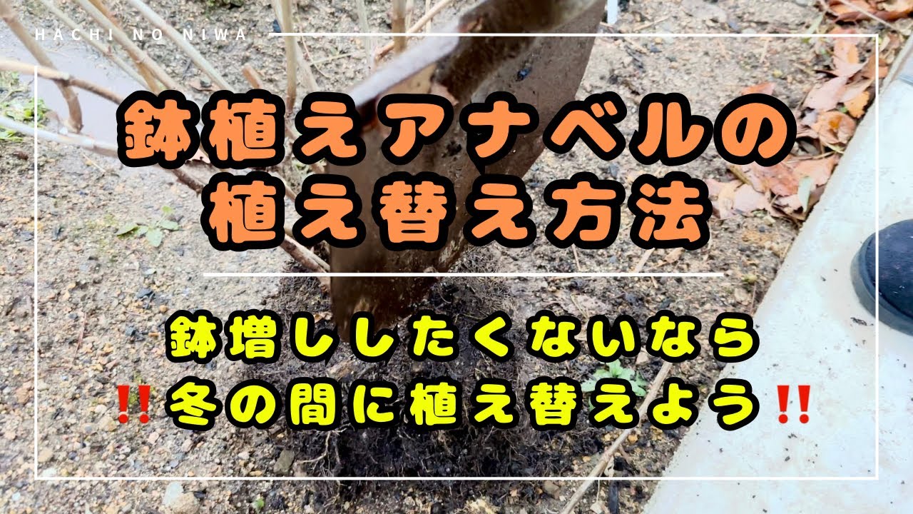 【アナベル植え替え方法】鉢増ししない植え替えが大変過ぎたけど、大胆株分けで樹勢調整に挑戦‼️これでも咲きます😅
