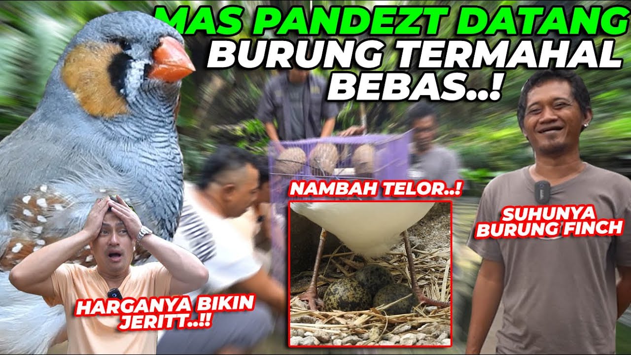 BURUNG SEHARGA 500 JUTA DILEPAS DIAVIARY..!! TAPI KOKK…??