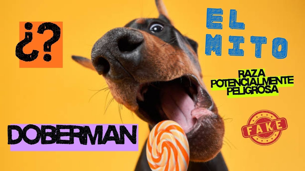 DOBERMAN, EL MITO DE LA RAZA POTENCIALMENTE PELIGROSA