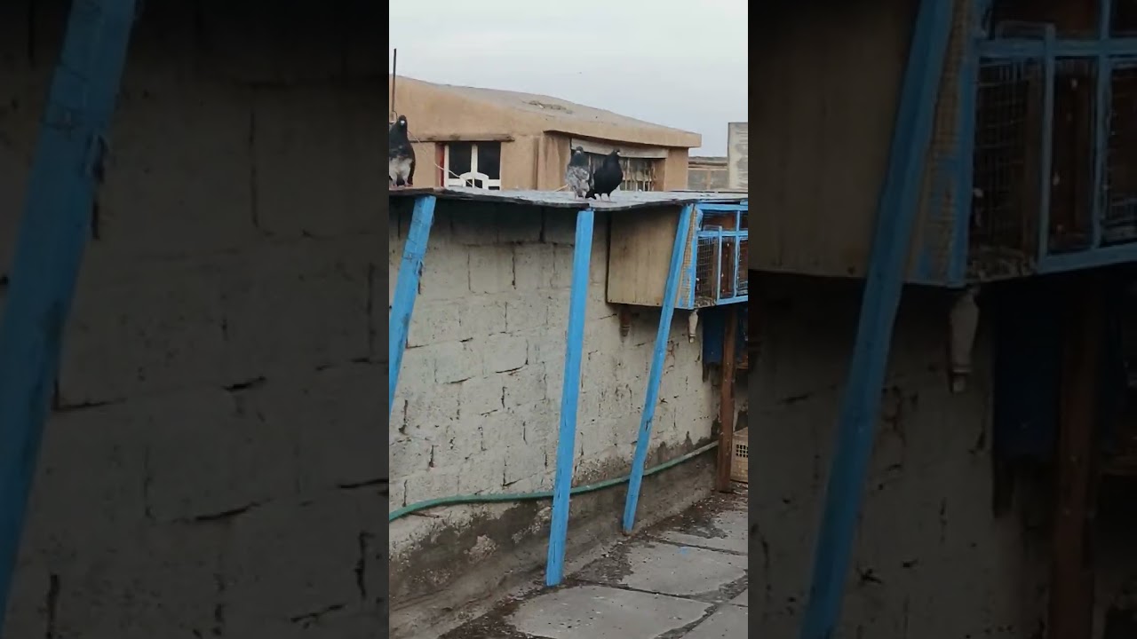 الحلال الجديد