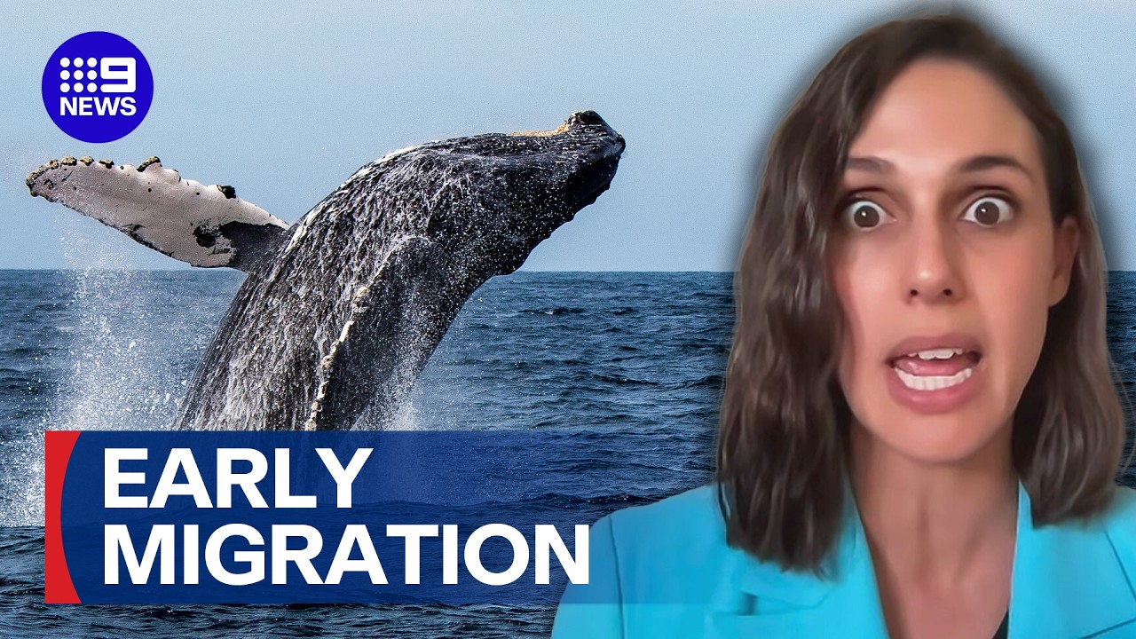 Why has the whale migration started early this year? | 9 News Australia