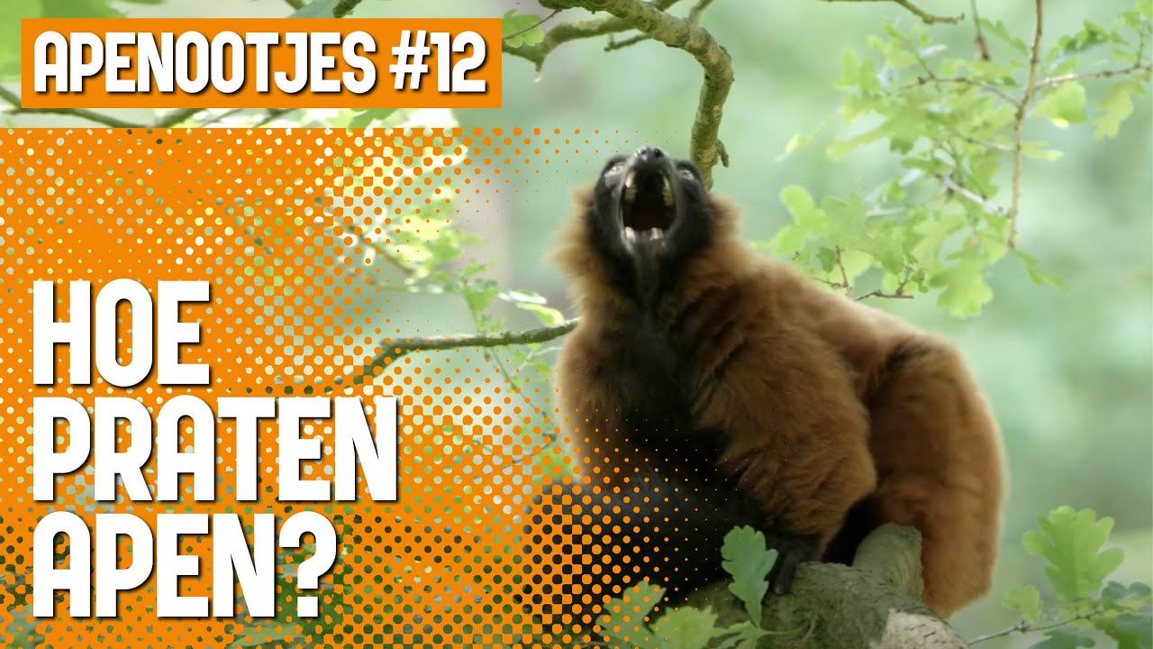Apenootjes #12: Hoe praten apen? 💬