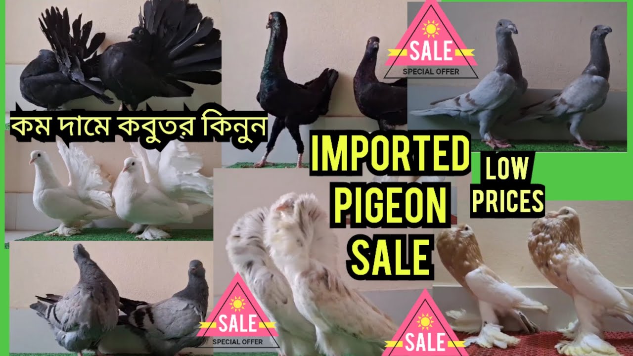 fancy pigeon sale in kolkata/low prices kabutar sale /#pigeon #kabutar #pet