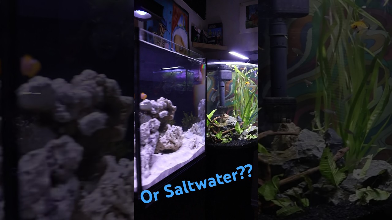 Freshwater or saltwater? Which do you prefer?! #aquarium #freshwater #saltwater #fishtank #aqualab