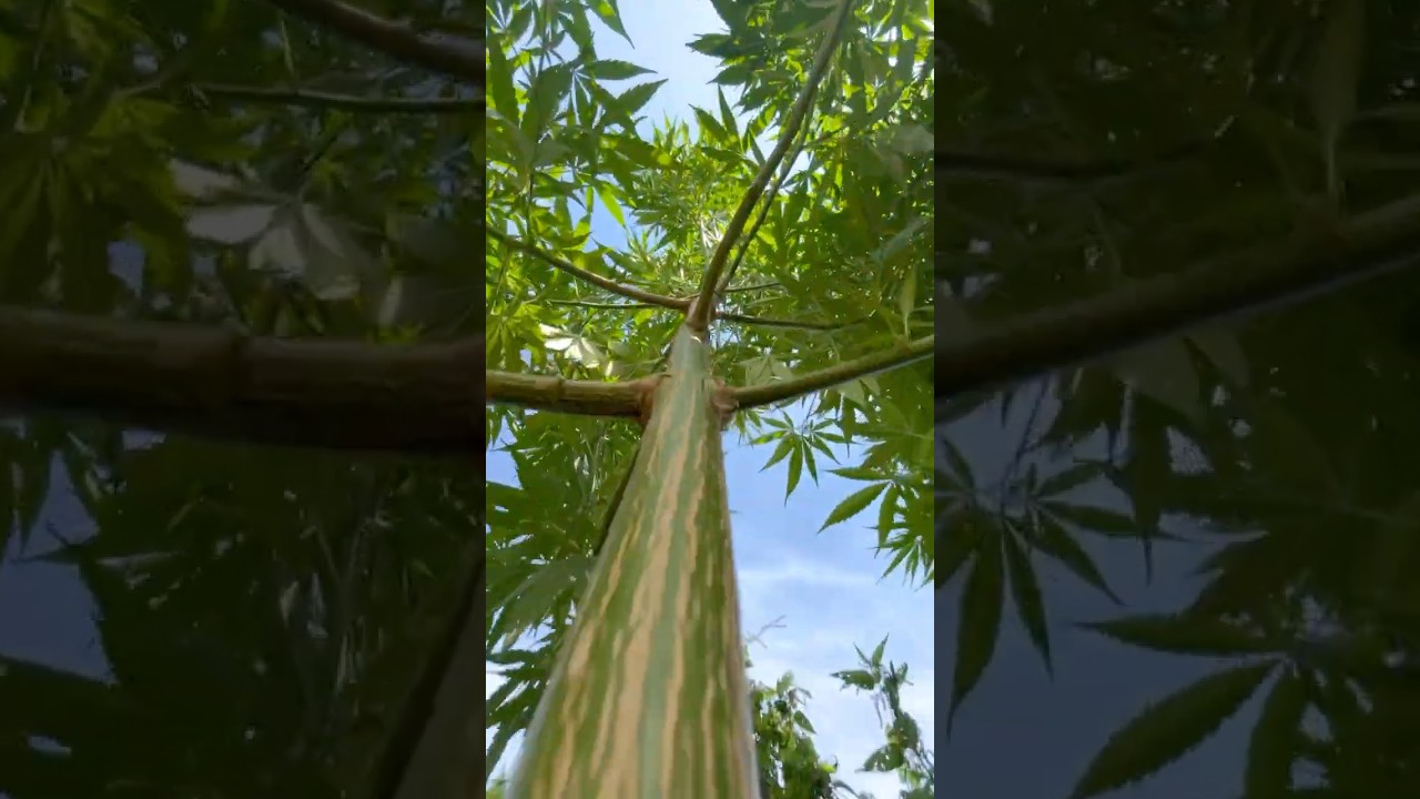 Outdoor Ganja Cannabis grow Durban sensi seeds #cannabisgrowers #cannabisdaily #cannabiseducation