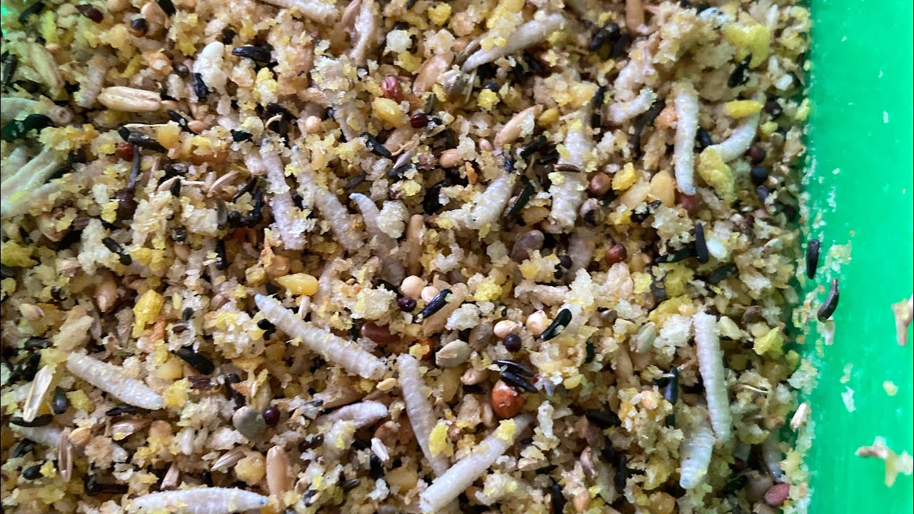 Preparing Eggfood for canaries during breeding season 2023