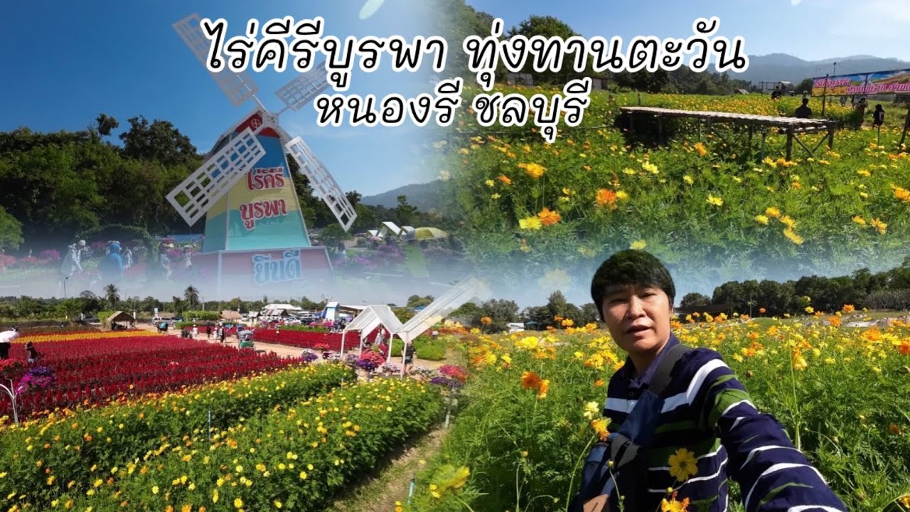 ไร่คีรีบูรพา ทุ่งทานตะวัน ชลบุรี #ไร่คีรีบูรพาชลบุรี #ไร่คีรีบูรพาทุ่งทานตะวันชลบุรี