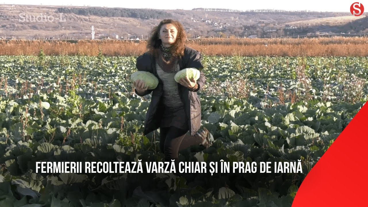 Căușeni: fermierii recoltează varză chiar și în prag de iarnă