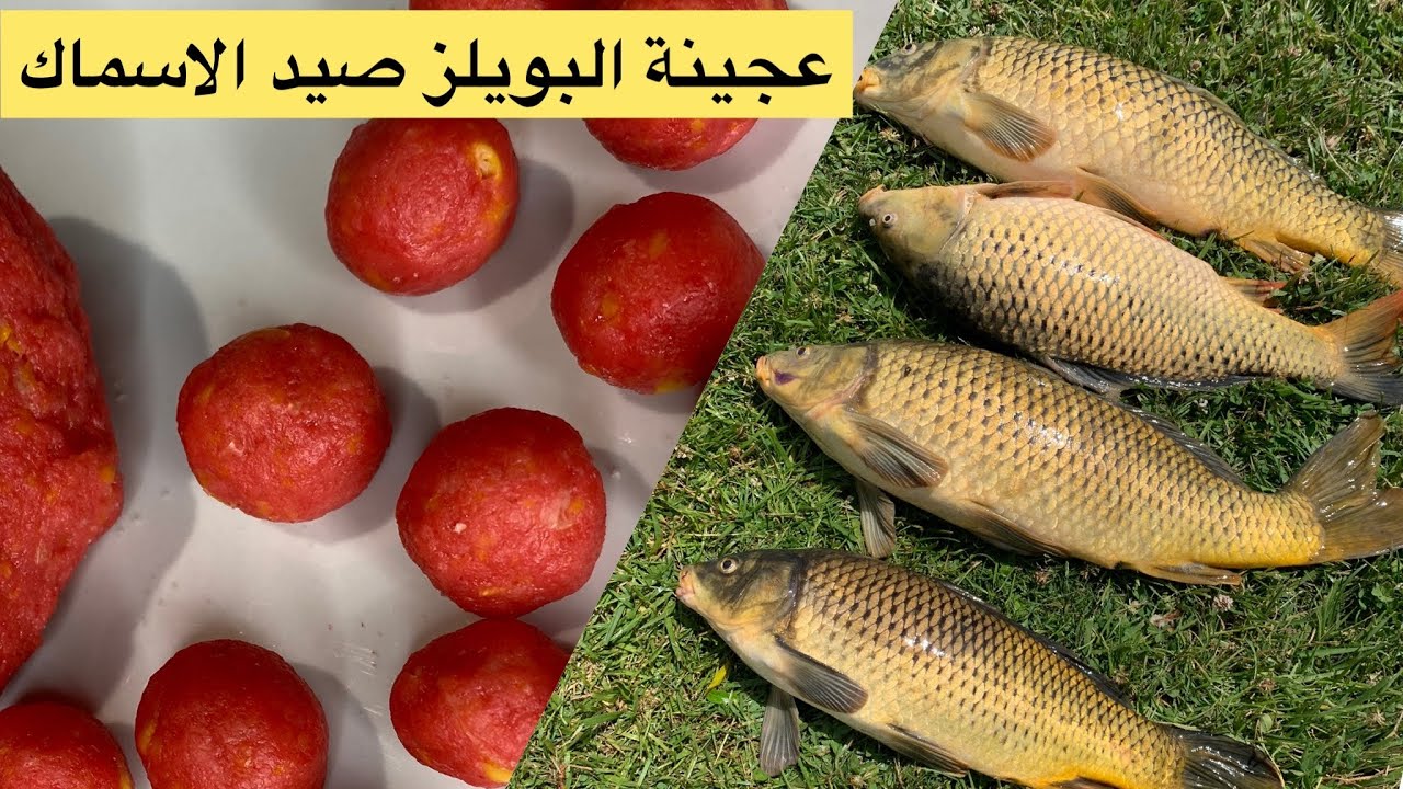 عجينة البويلز الرررررهيبة لصيد الاسماك سهلة و بسيطة شوفو طريقة عملها مع غسان ستو
