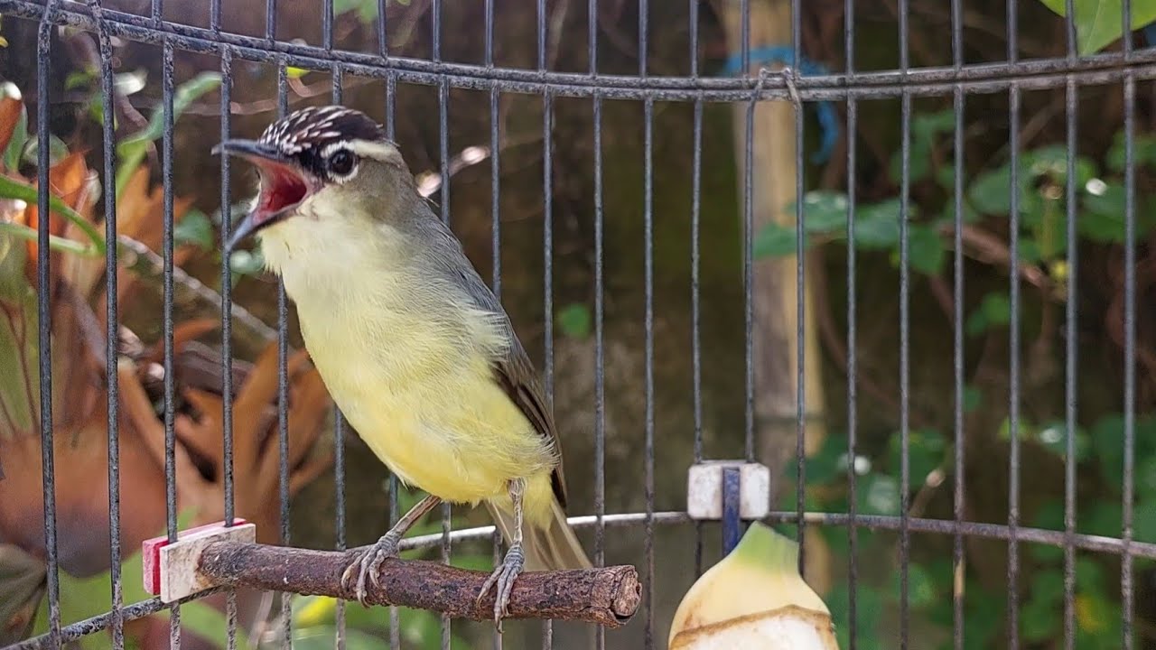 Suara Burung Opior JAmbul Bikin Burung Lain Ikut Bunyi #opiorjambul255
