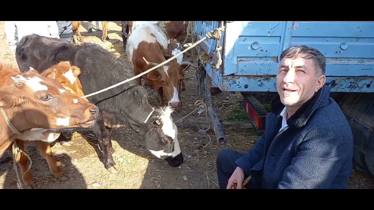 bordaq ətlik heyvanlar Xaçmaz mal bazarı. 2024 cü il.🐂