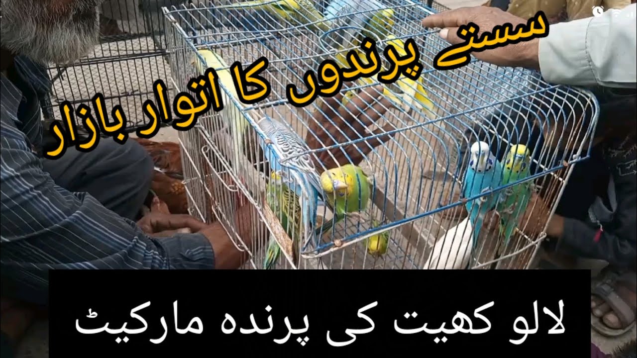 لالو کھیت پرندہ مارکیٹ | کراچی اتوار بازار پرندوں کا | بولنے والے طوطے | پرندوں کا سستا بازار