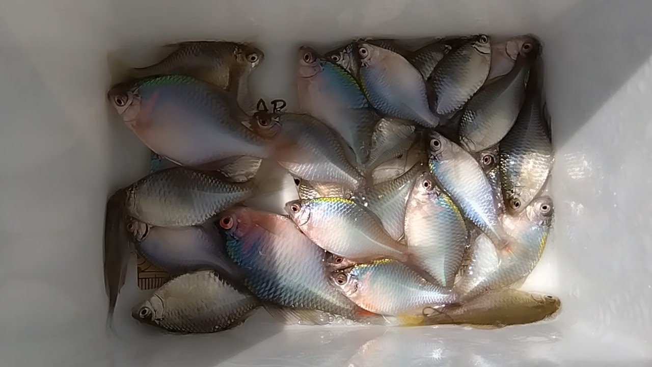 タナゴ釣り🌞2024/08/12/MO⛱️釣果記録✨次回からカウンター持って行きます😊