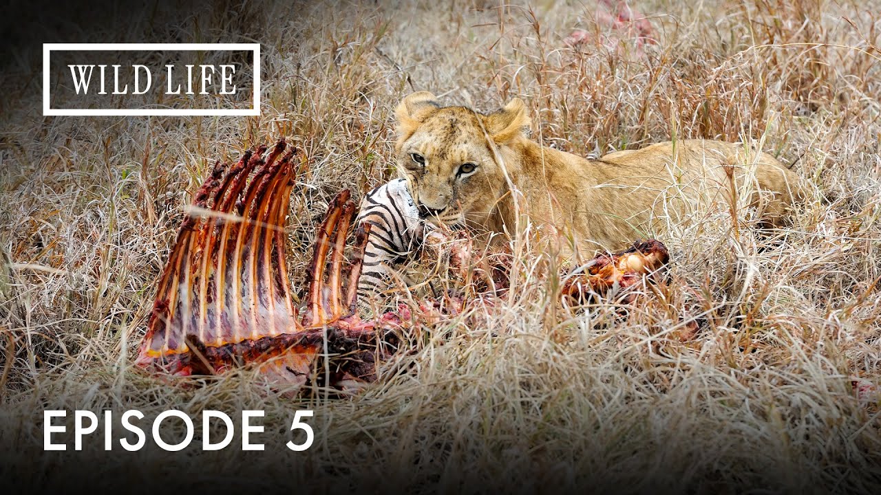 Claw Battle: Return from Captivity to the Wild | Roaring With Pride | Episode 5