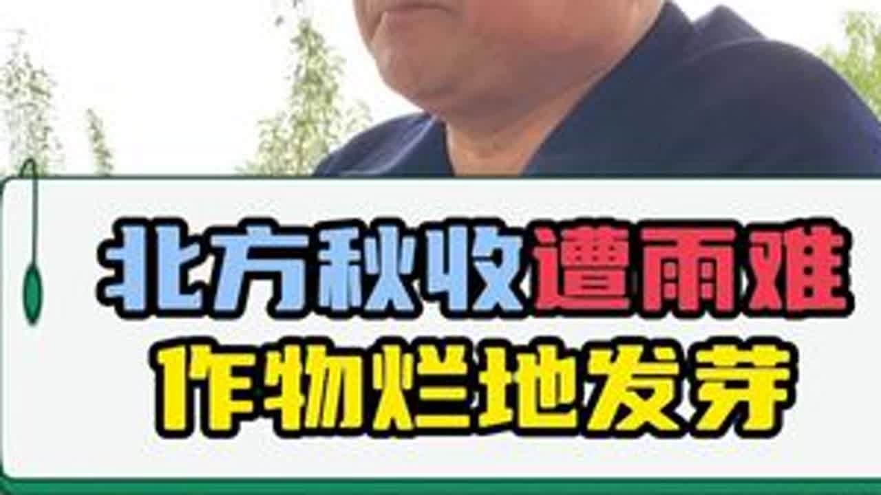 北方秋收遭雨难，作物烂地发芽 #农业 #三农 #连阴雨 #种植小技巧 #帮助农民增产增收