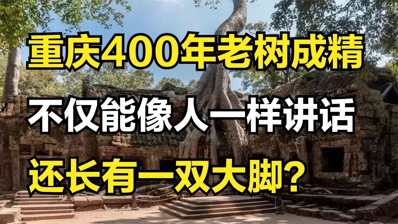 重庆400年老树成精！不仅能像人一样讲话，还长有一双大脚？