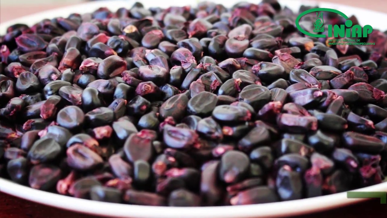 Conoce la nueva variedad de Maíz Negro 199 Racimo de Uva