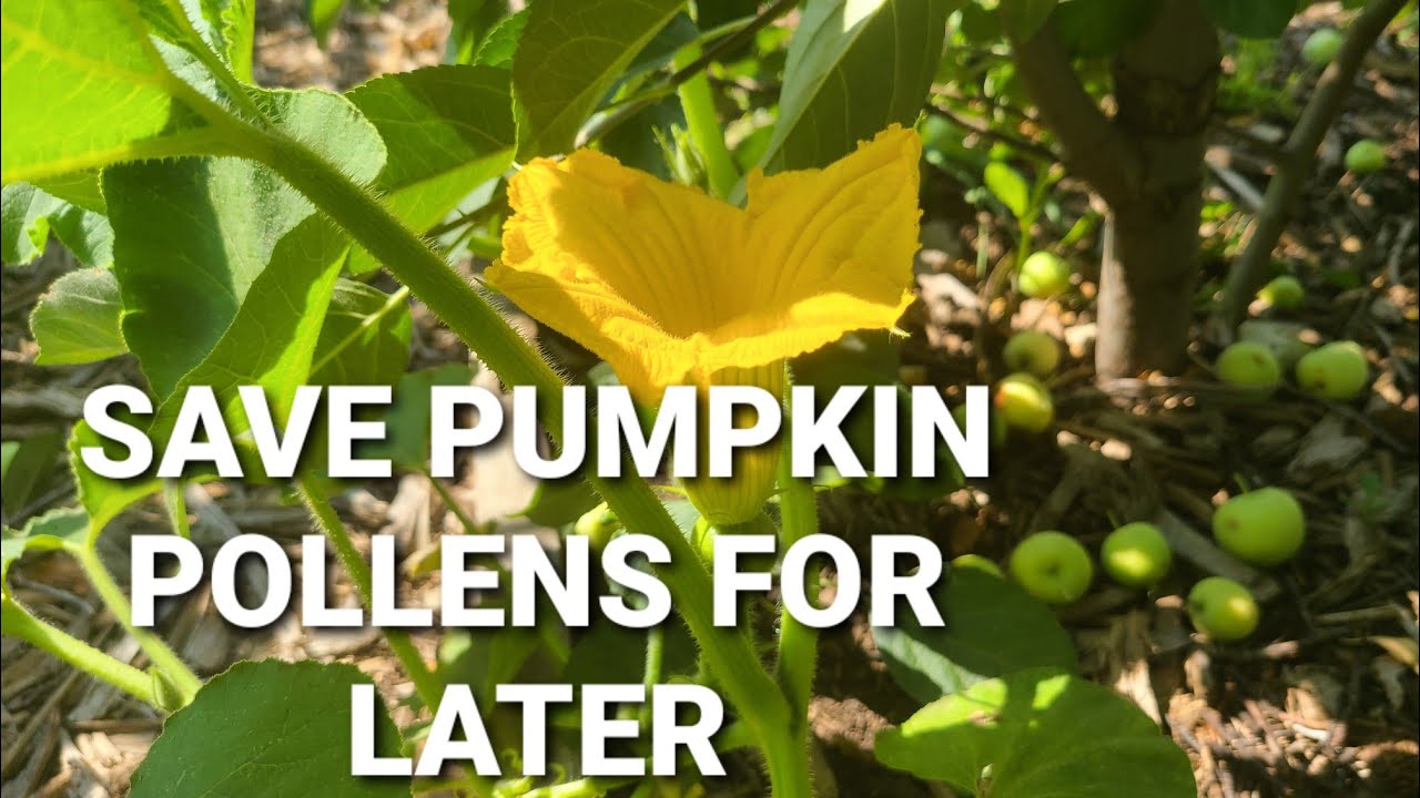 How To Save Pumpkin Pollens To Self Pollinate Later