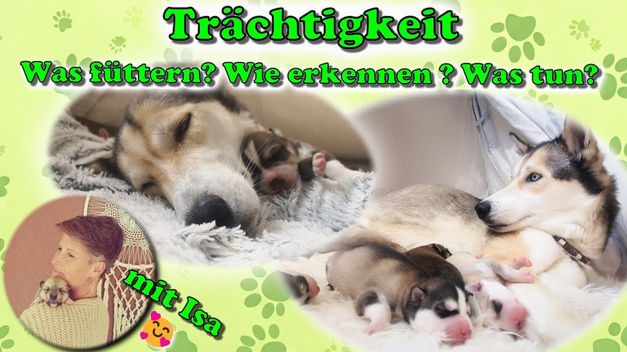 Trächtigkeit beim Hund - wie unterstütze ich meine Hündin ? - Ein Erfahrungsbericht ❤️ / Teil 1