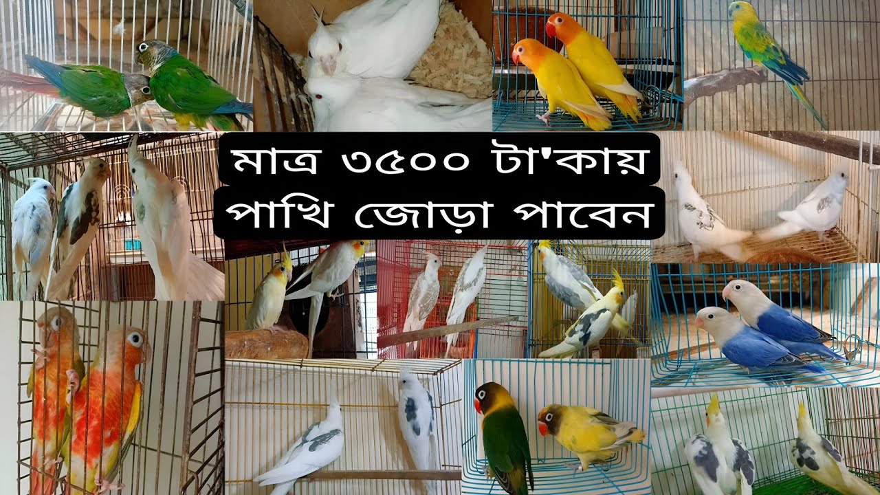 আজকে মাত্র ৩৫০০ টা'কা জোড়ায় পাখি পাবেন আমাদের কাছে // খামারে এনেছি নতুন কিছু পাখি 