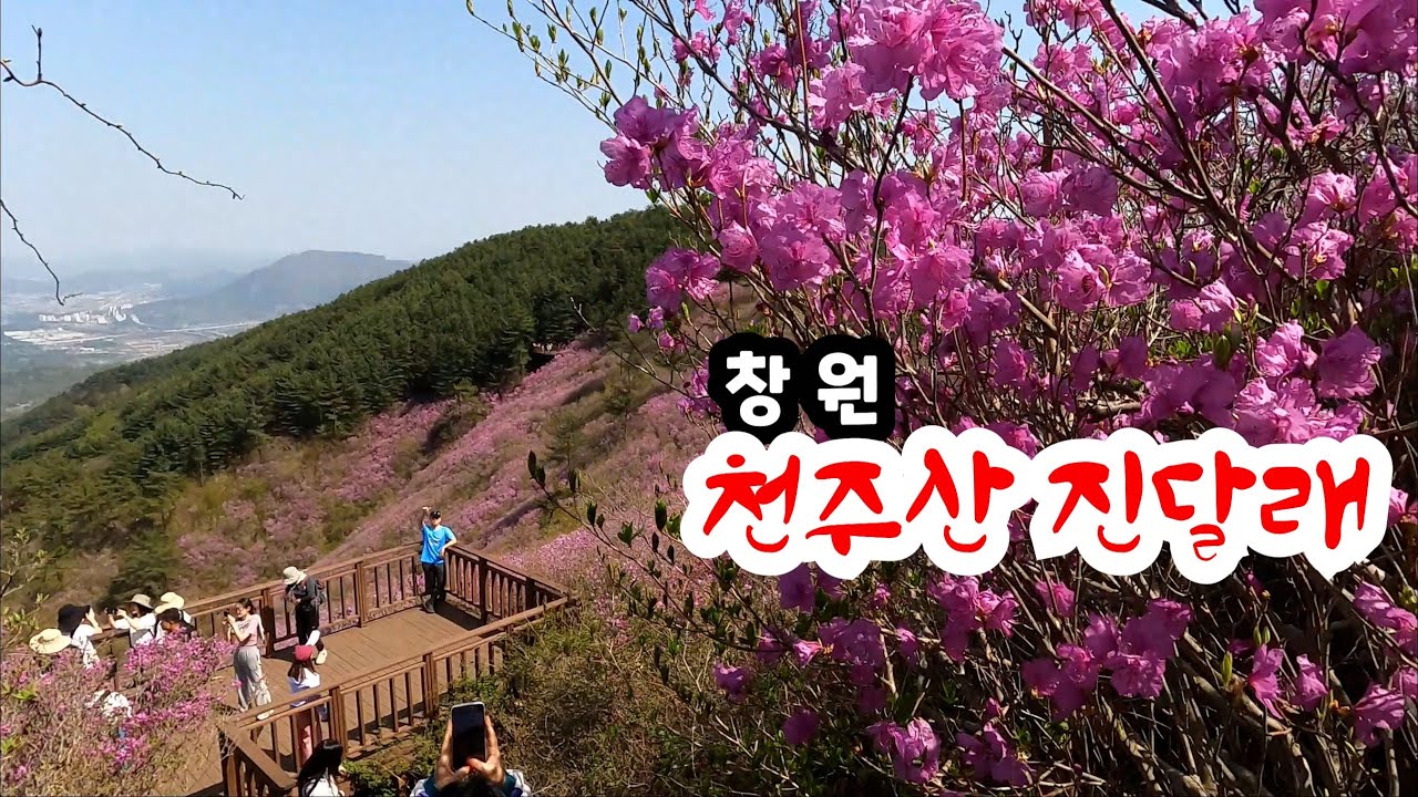 창원 천주산 진달래  /  동요 '고향의 봄'의 배경이 된 곳 / 최근의 대형산불로 2025.천주산 진달래 축제 취소결정  /  24. 4. 13